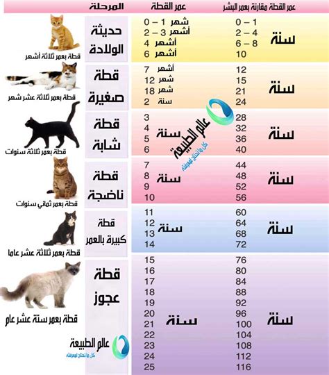 تصنيف القطة